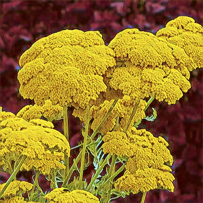 Yarrow