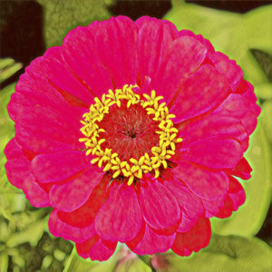 Zinnia